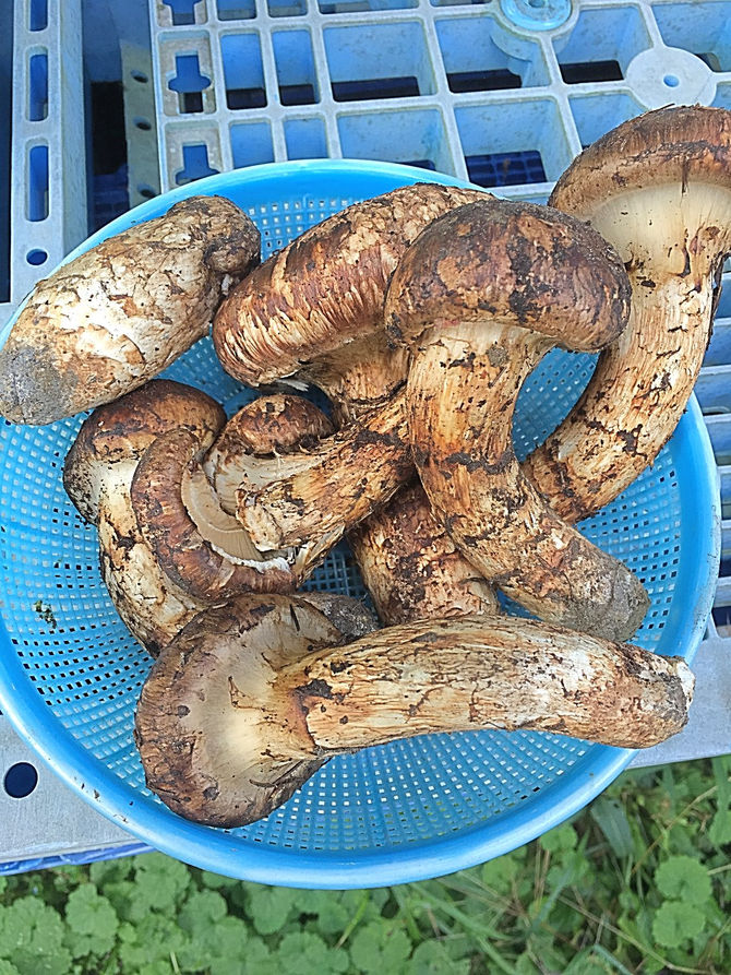 足助(豊田)産の松茸も順次入荷しております。