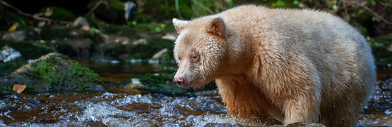 Great Bear Rainforest 2.jpeg