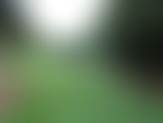 BOSQUE DAS NASCENTES