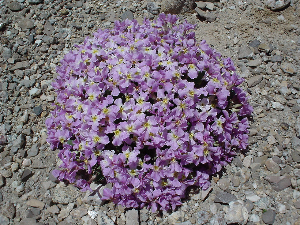 Blossom in the desert