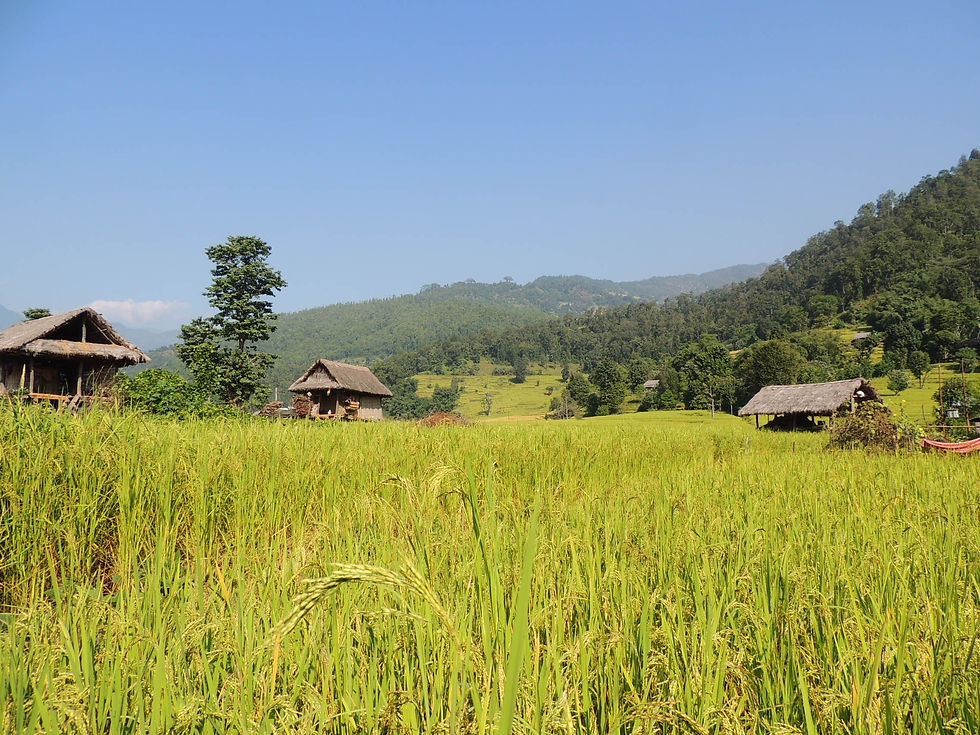 Rice field in the Arun Valley