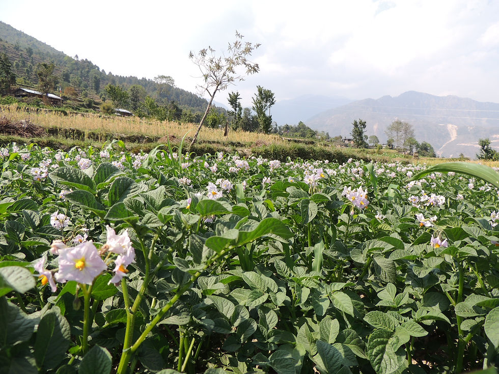 Potato field