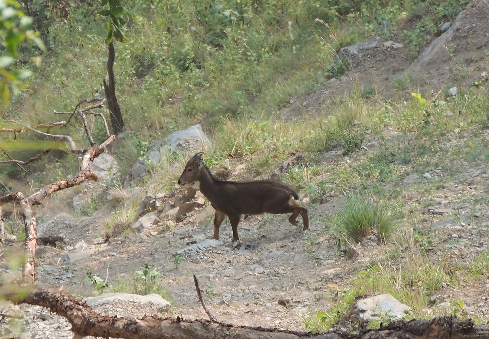 Small wild deer