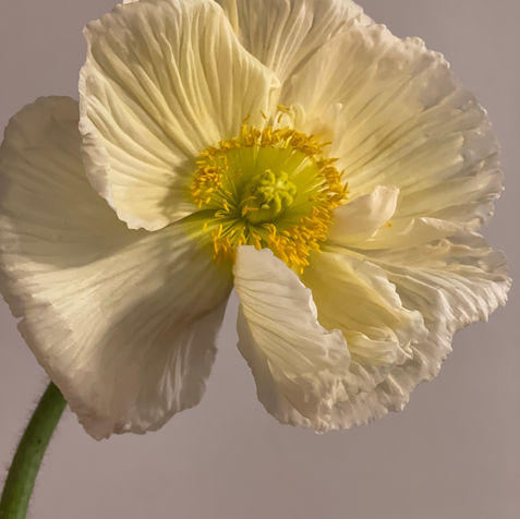 MagoDesign Fotografie Mohn Blume