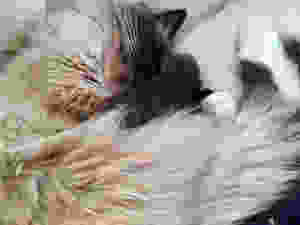 Pet Photography