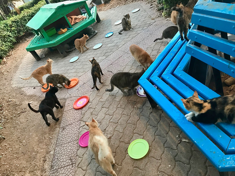 Malta Cat Garden