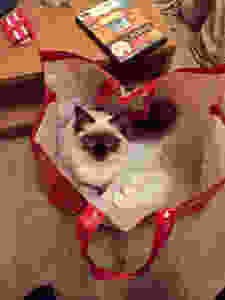 Pet Photography
