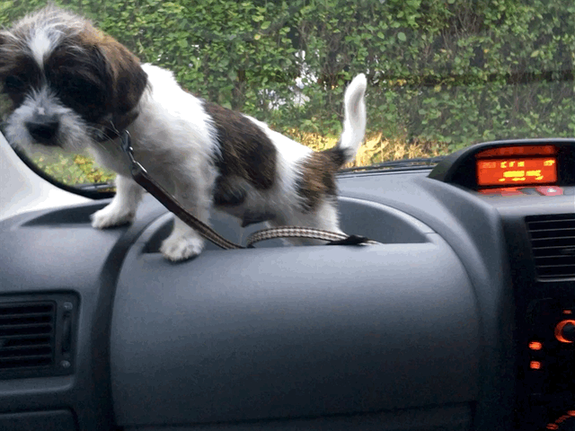 freshpet