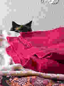 Pet Photography