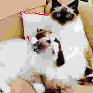 cat cafe edinburgh