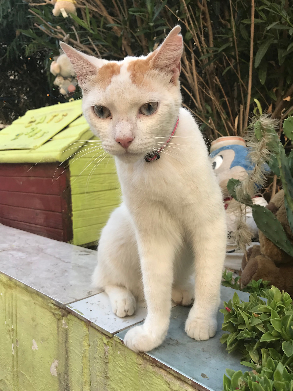 Malta Cat Garden