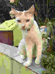 Malta Cat Garden