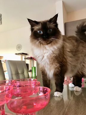 DIY Gifts For Pet Lovers
