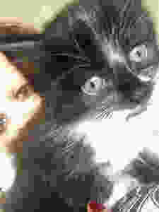 Pet Photography