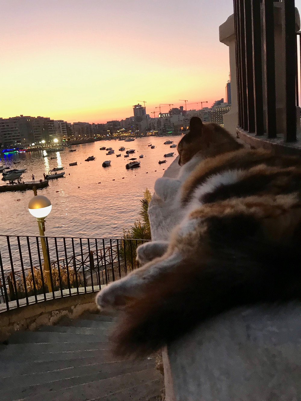 Malta Cat Garden