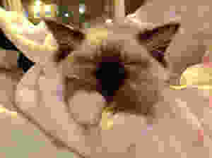 Pet Photography
