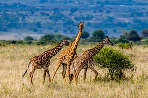 SAFARI RALLY KENYA AWAITS M-SPORT CREWS