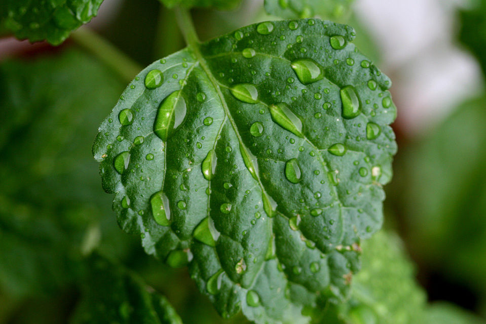 Men's aftershave lotion: lavender, patchouli, mandarin