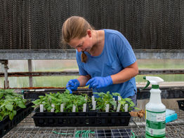 Developing the Next Potato Variety Takes a Whole Region