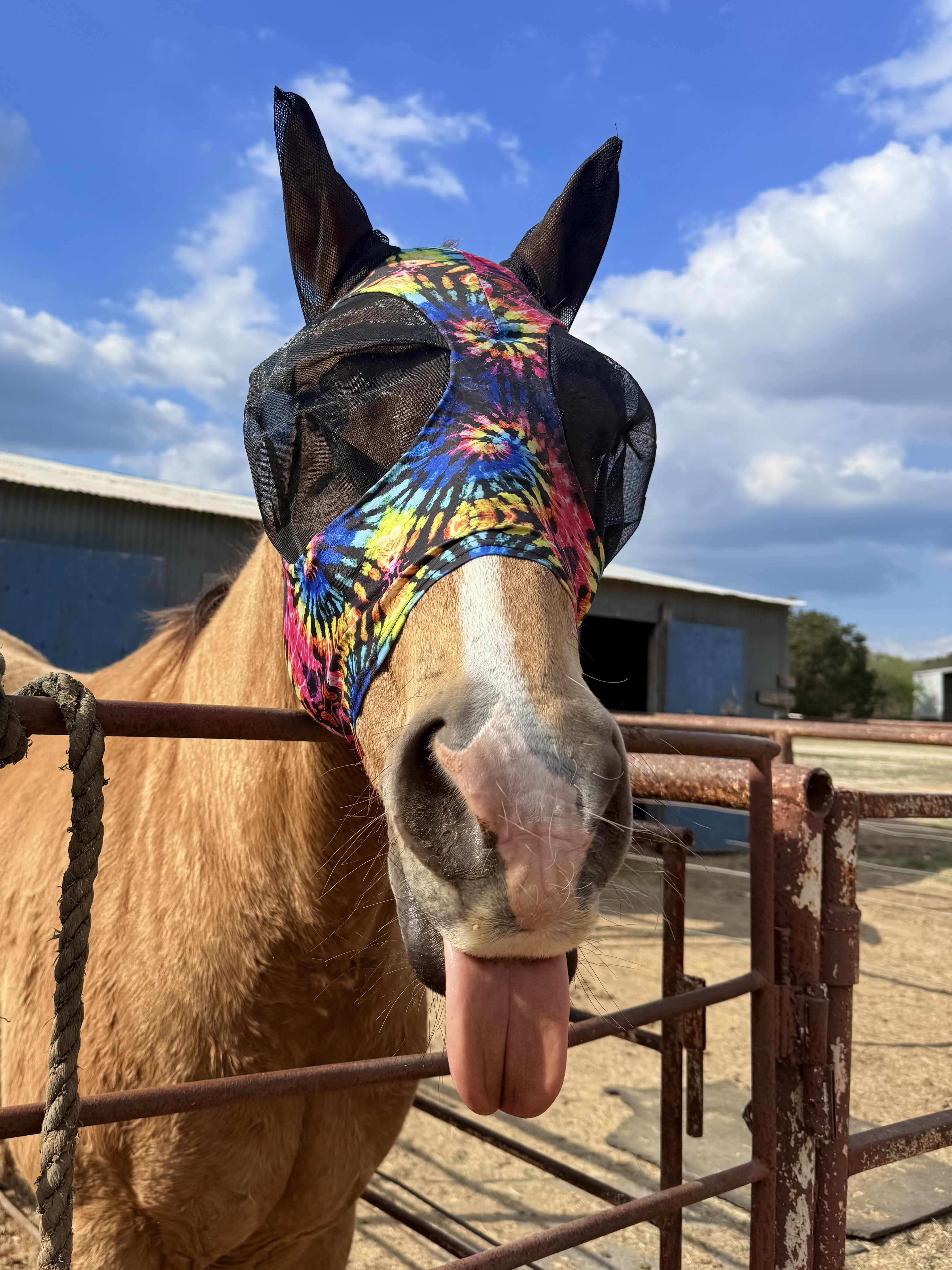 Writer: BearCreekStables