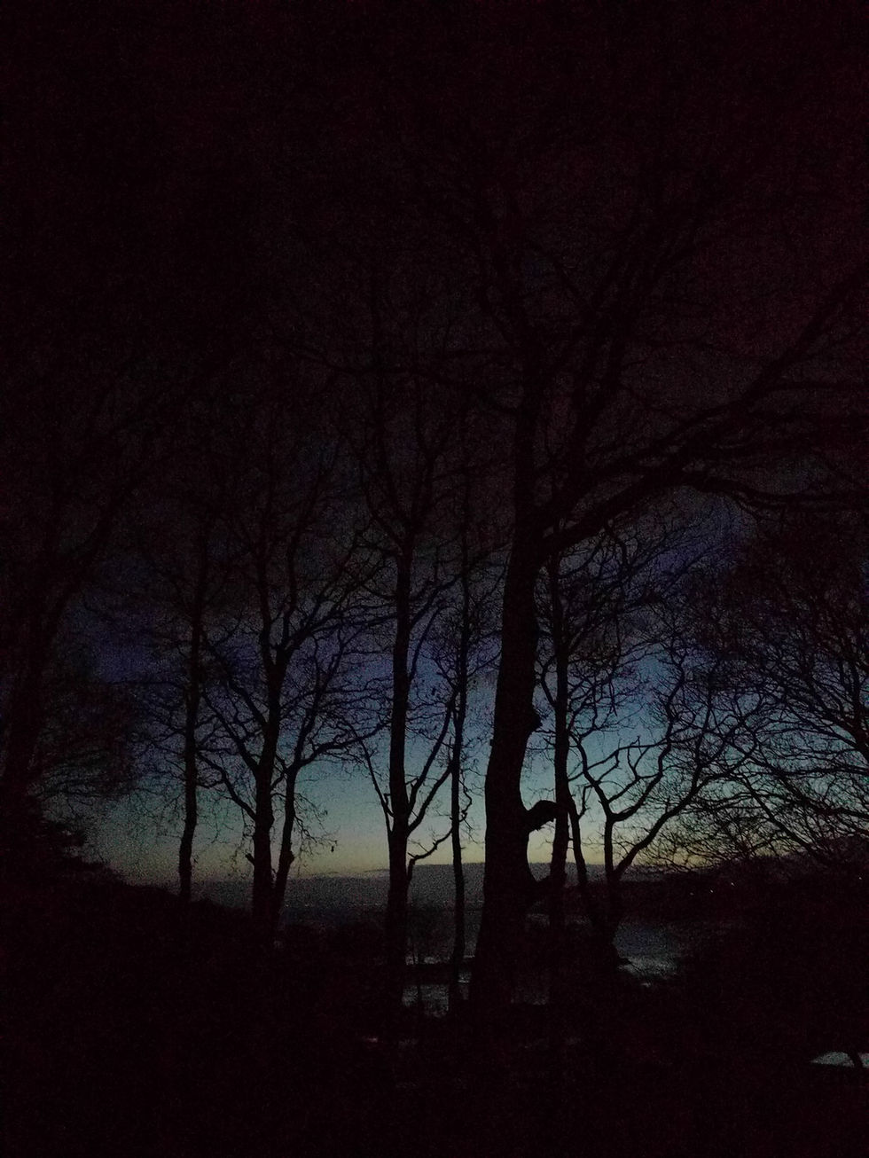 Woodland trees silhouetted against night sky