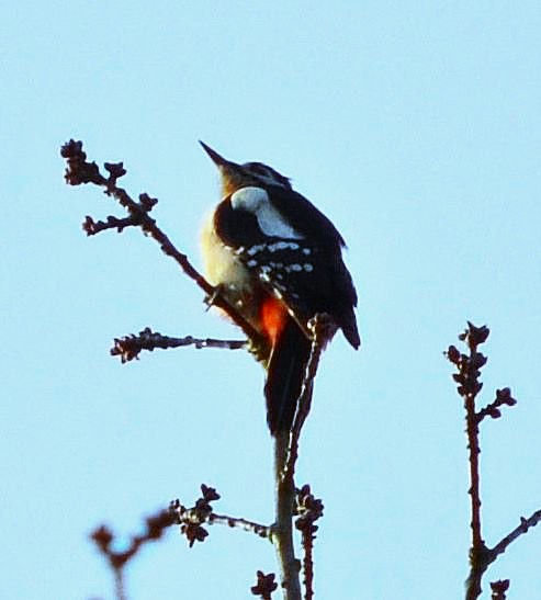 Great spotted woodpecker perched on branch in woodland in Alderley Edge