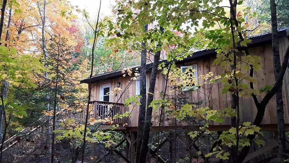 Treetop1.jpg