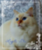 9a253d60a4Iblea Dolly Love of Lapilli Blu