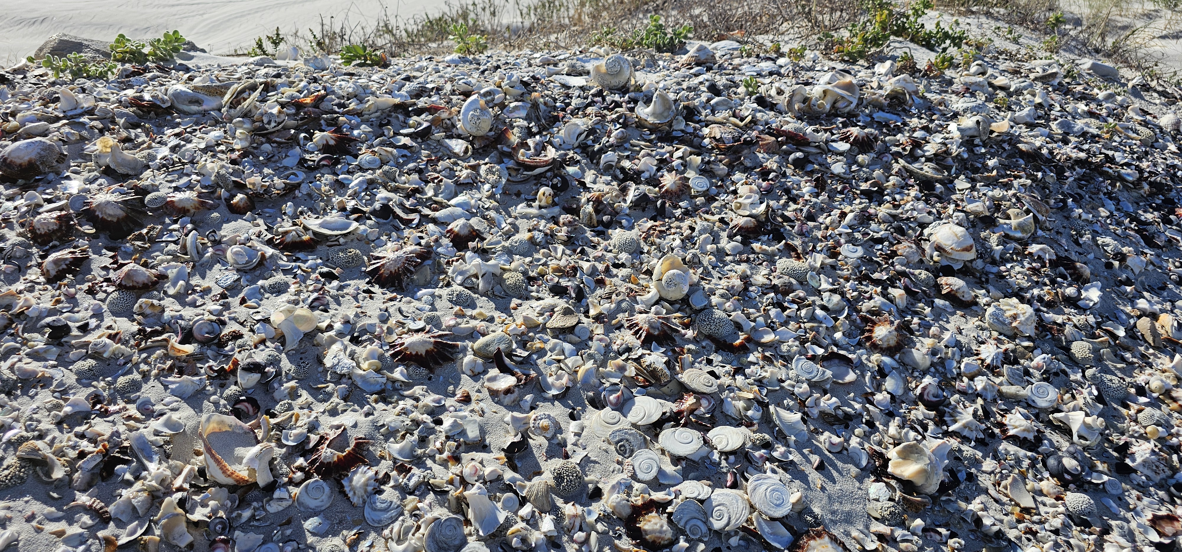 Ancient shell middens at Cape Agulhas — evidence of human habitation stretching back thousands of years