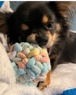 手作り 犬 おもちゃ
