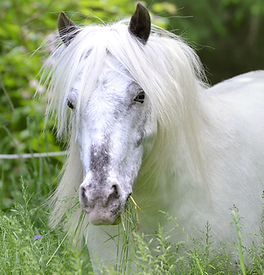 Das weiße Pony Sunny steht im hohen Gras und frisst gerade