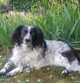 Der Hund Withney liegt im Gras vor Blumen
