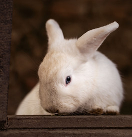 Ein weißes Kaninchen schaut aus einem braunen Fenster