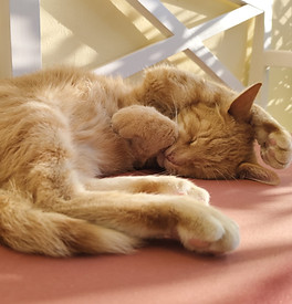 Eine rote Katze schläft und hat ihre Pfote über dem Kopf