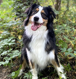 Der Hund Daytona schaut in die Kamera und streckt seine Zunge heraus