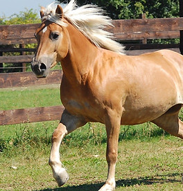 Das Pferd Jenny läuft auf der grünen Koppel