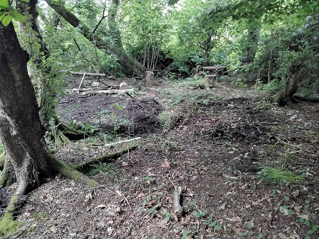 A forest with fallen branches and greenery