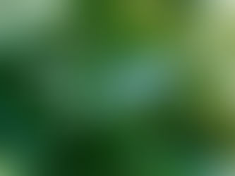 World map-shaped lake surrounded by dense forest