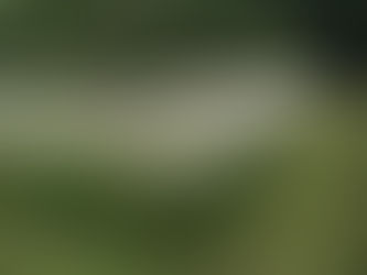 How Wildflower Turfing Supports Biodiversity in the UK