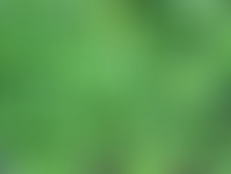 Plants That Are Perfect for a Green Roof