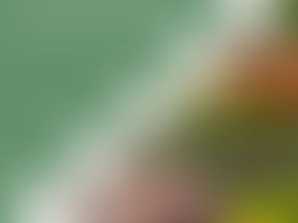 Low-Maintenance Garden Ideas for the Winter Months