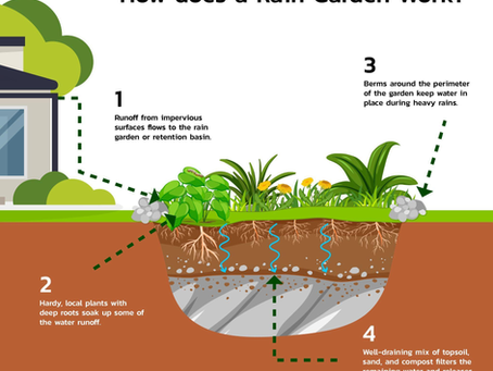How a Rain Garden Can Transform Your Water Management