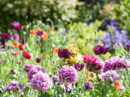 Winter Flowers and Vegetables to Plant in Your Garden