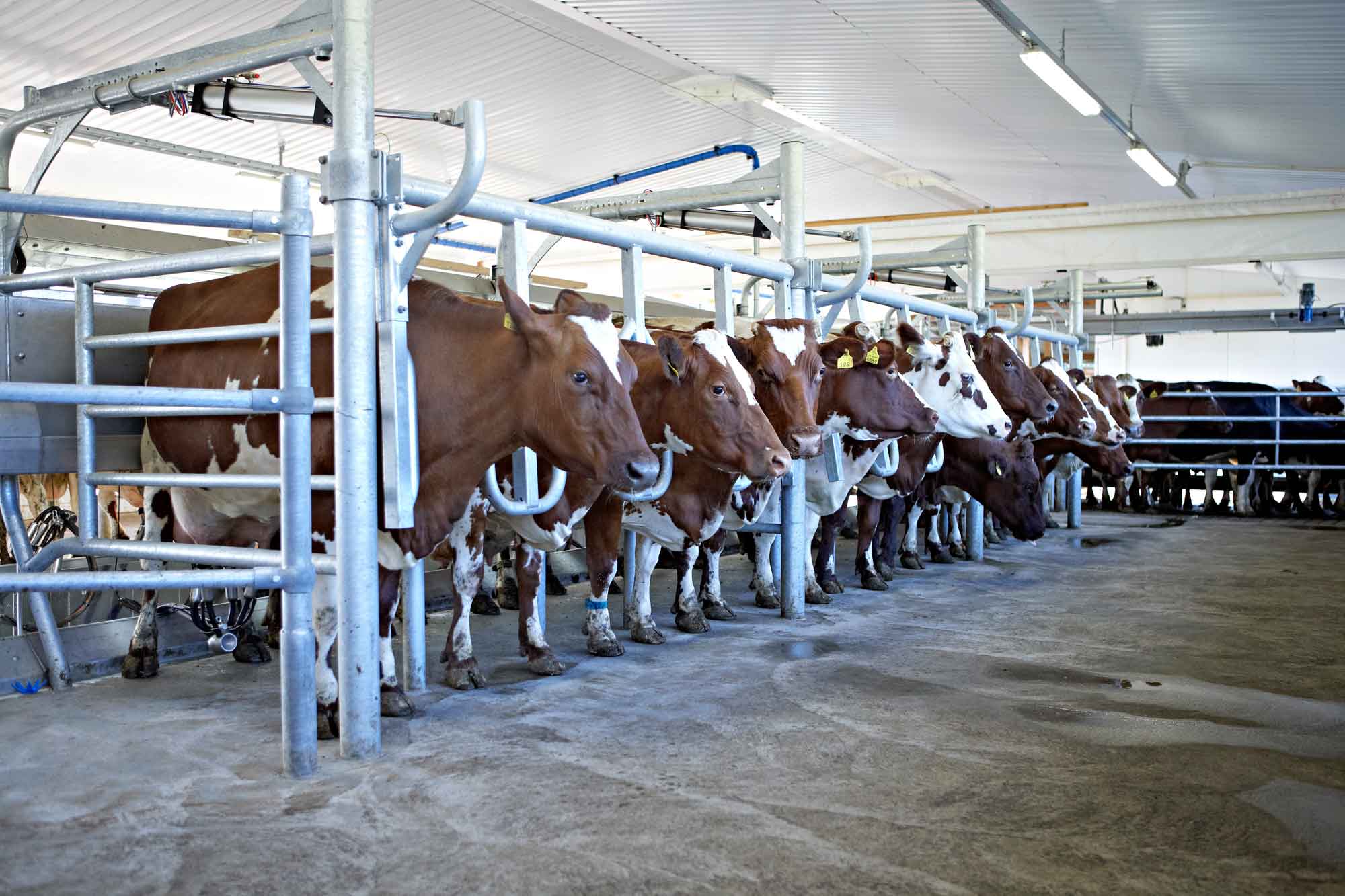 Milking Machine and Dairy Service and Installation / Delaval