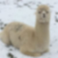 Alpaca 4