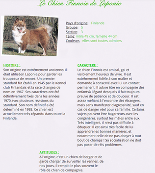 le chien du mois d'Avril: chien Finnois de Laponie