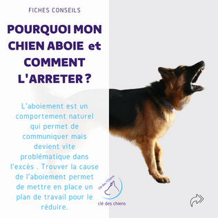 Mon chien aboie ! Comment l'arrêter ?