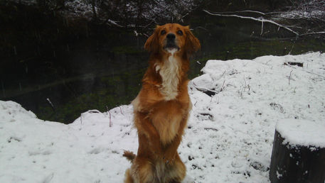 Chien? Suricate ?