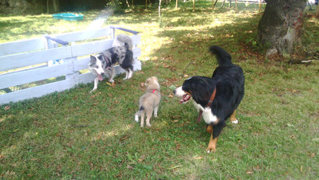 Comment bien approcher un chien ?