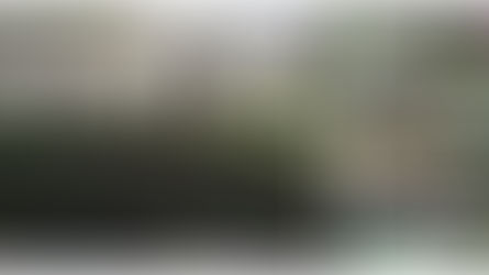 Classe des chiots en groupe